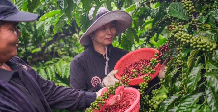 Dung and Ngoc Anh begin harvesting the very first ripe cherries, expecting a bountiful and fruitful season ahead.