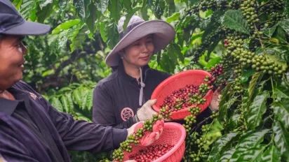 Dung and Ngoc Anh begin harvesting the very first ripe cherries, expecting a bountiful and fruitful season ahead.